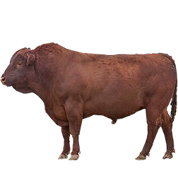 Red Poll Cow